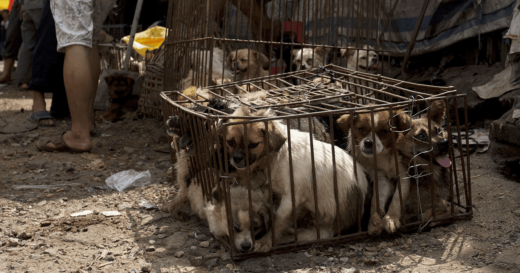 Yulin dog meat festival China