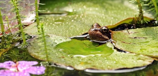 Frog - provide a water source in your garden