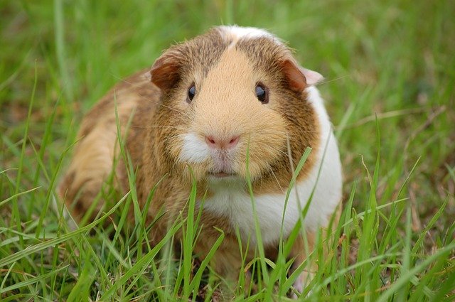 Guinea pig - caring for the mental health of your companion animals. 