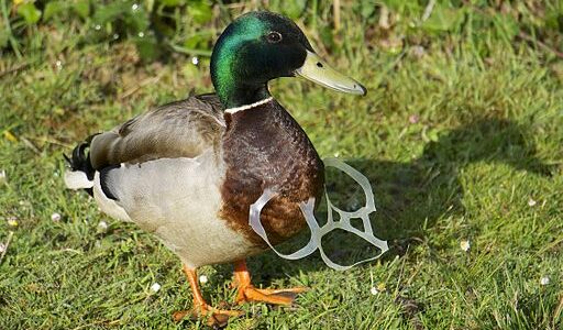 Duck with rubbish caught around it - 5 ways litter can harm animals