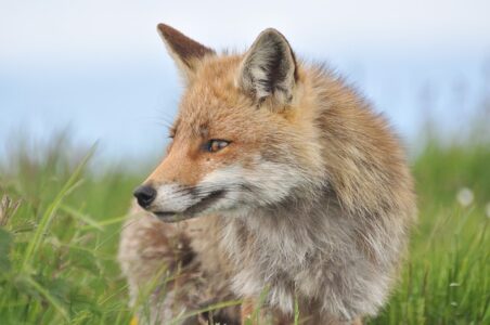 Fox - ban trail hunting in the UK