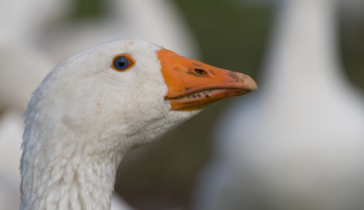 Image of goose profile with blurred background of other geese