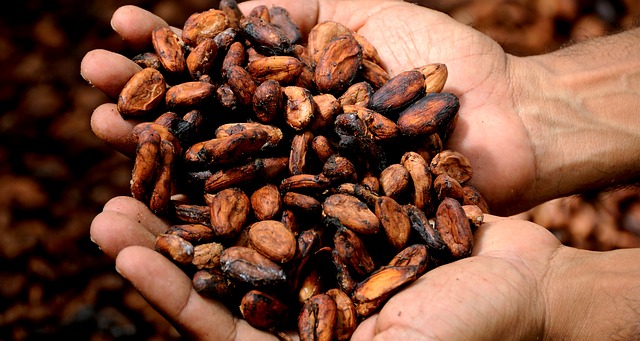 Cocoa beans - from bean to bar. How chocolate is made