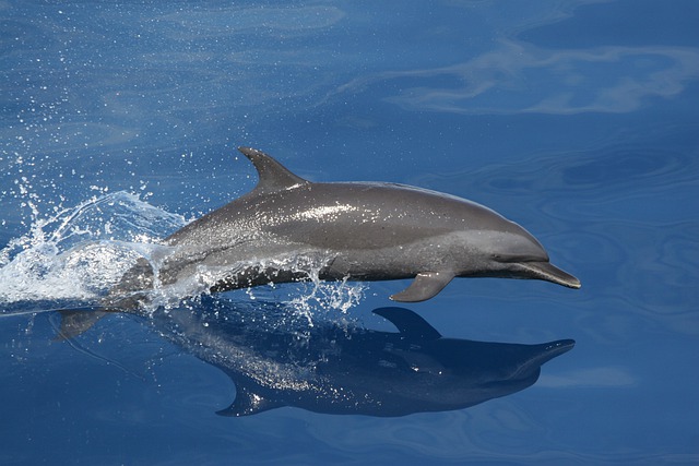 #AnimalOfTheMonth - dolphins