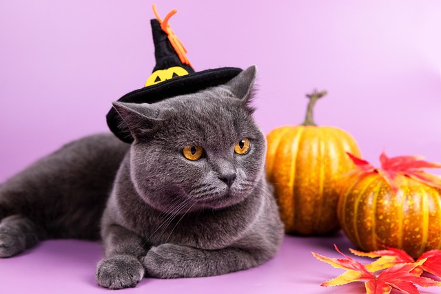 Halloween pumpkins & cat - Keep costumes to a minimum for animals at Halloween and always take them off if they make them stressed.  