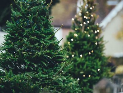 Christmas trees - decorations dangerous to dogs